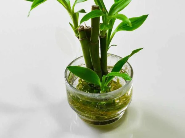 Little Bamboo Plant Care Guide: How to Grow and Care for it Indoors