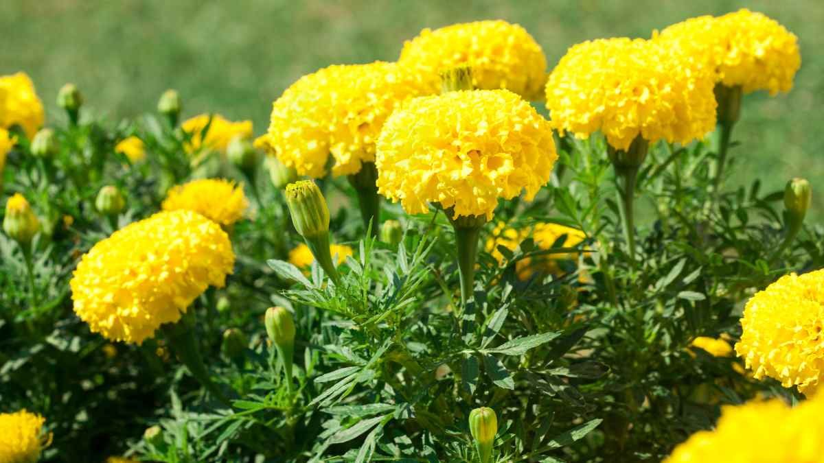 Marigold Flower Plant: Grow, Care, and Use