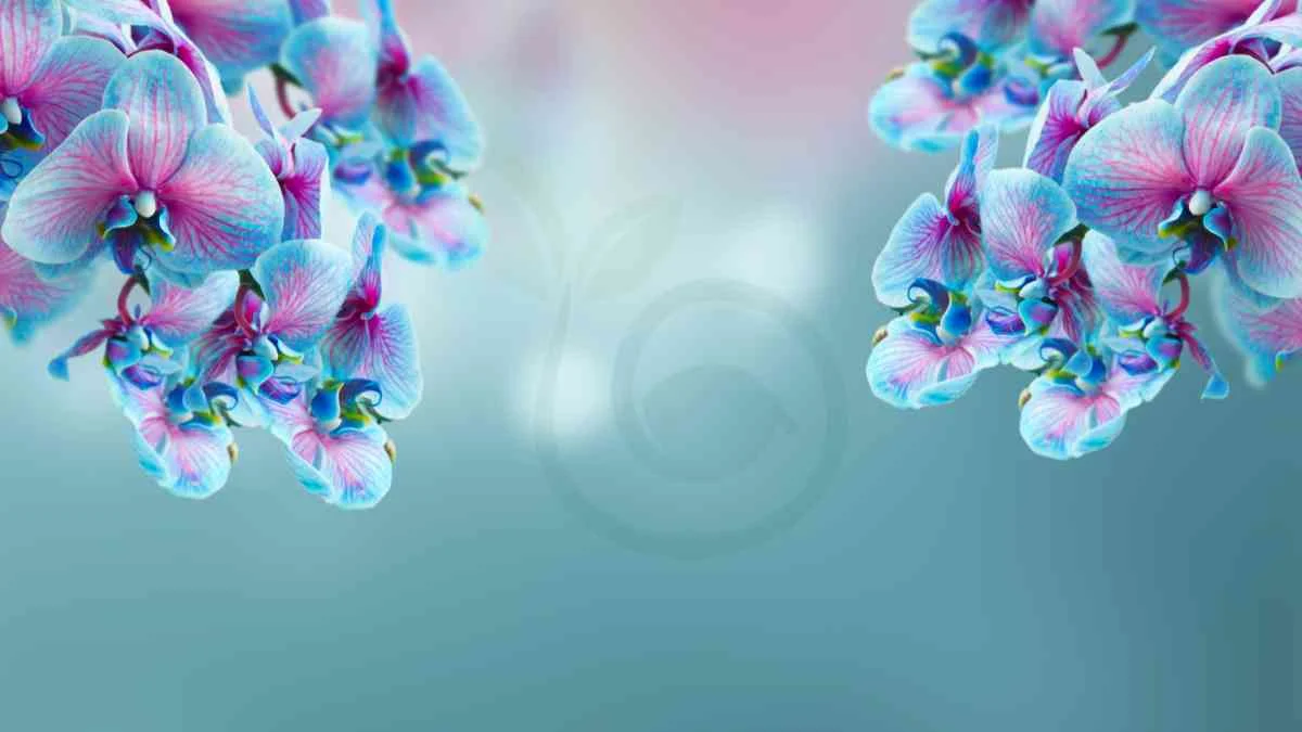 Meaning of Blue Orchids: Symbolism & Significance