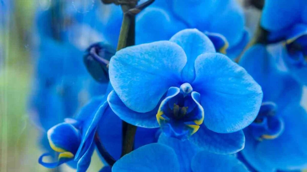 Blue Orchids vs Other Colors