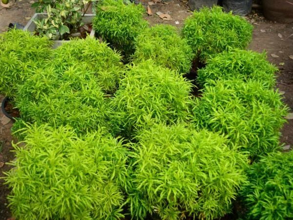 Ming Aralia Plant Care: Light, Water, Food Guide