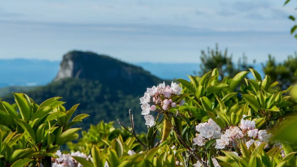 Mountain Laurel Blooms
