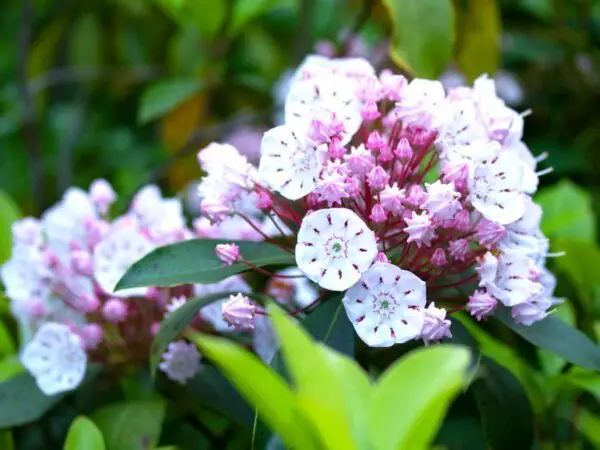 Mountain Laurel Blooms: The Perfect Timing for a Stunning Garden
