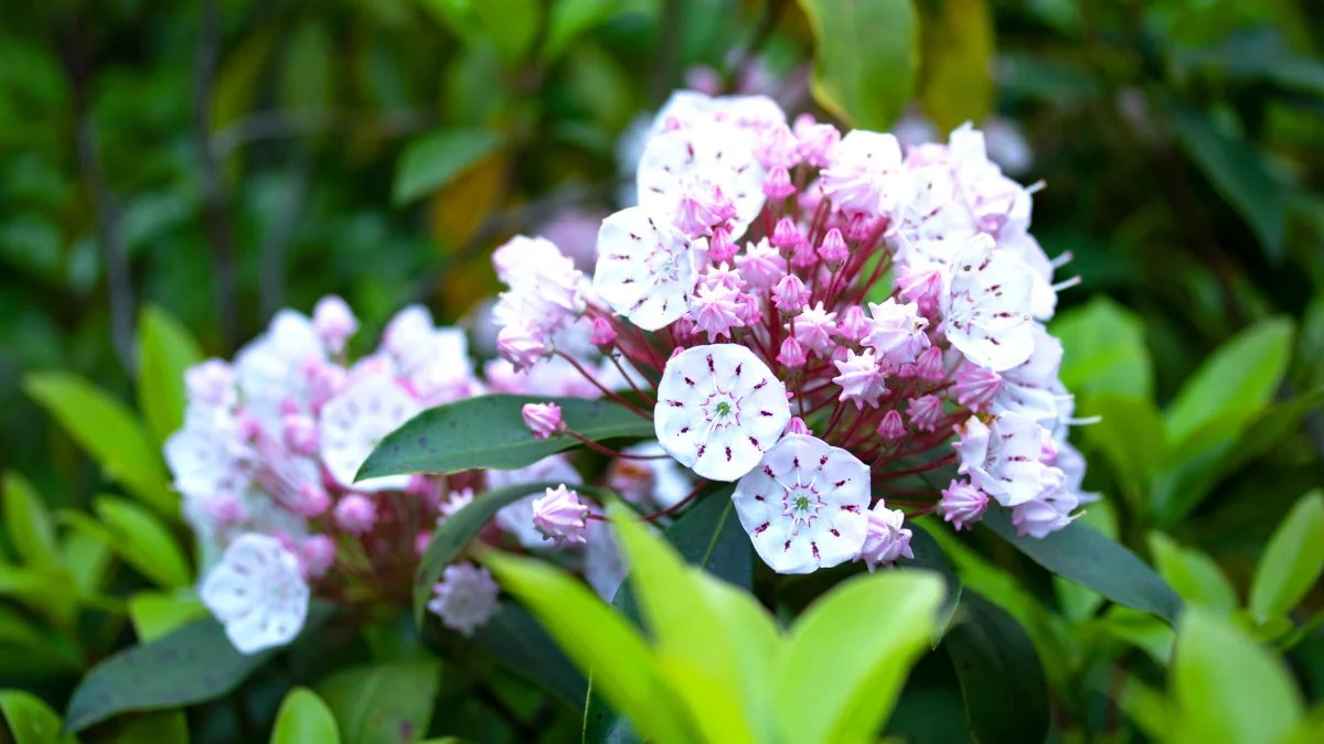 Mountain Laurel Blooms: The Perfect Timing for a Stunning Garden
