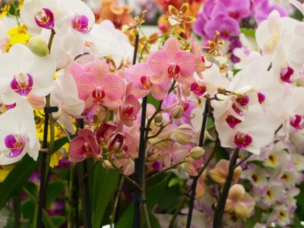 Orchids Grower's Guide: Brassavola, Cattleya, Dendrobium & More