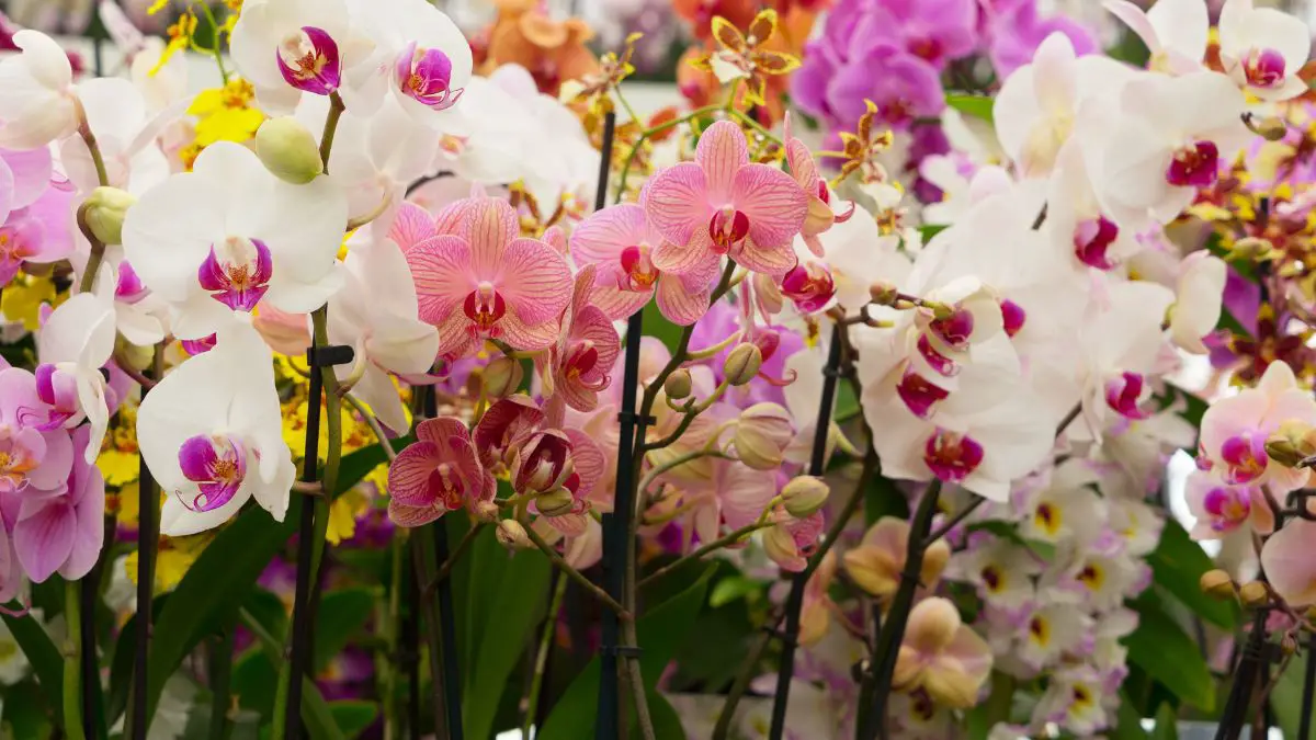 Orchids Grower's Guide: Brassavola, Cattleya, Dendrobium & More