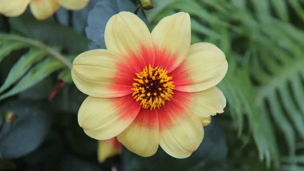 Plant Dahlia Plants