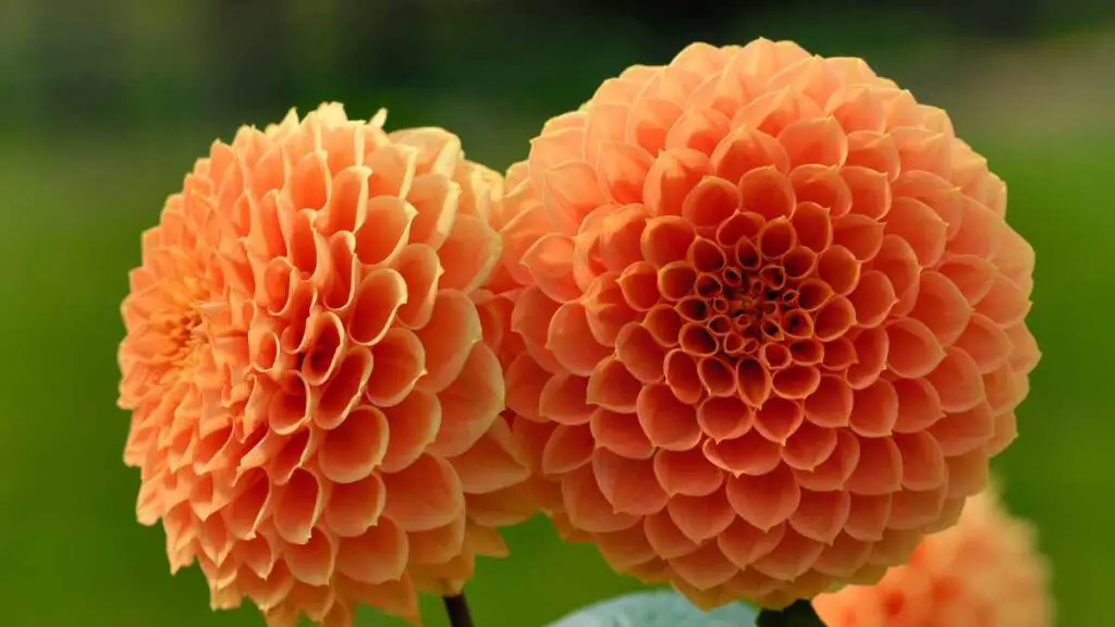 Plant Dahlia Plants