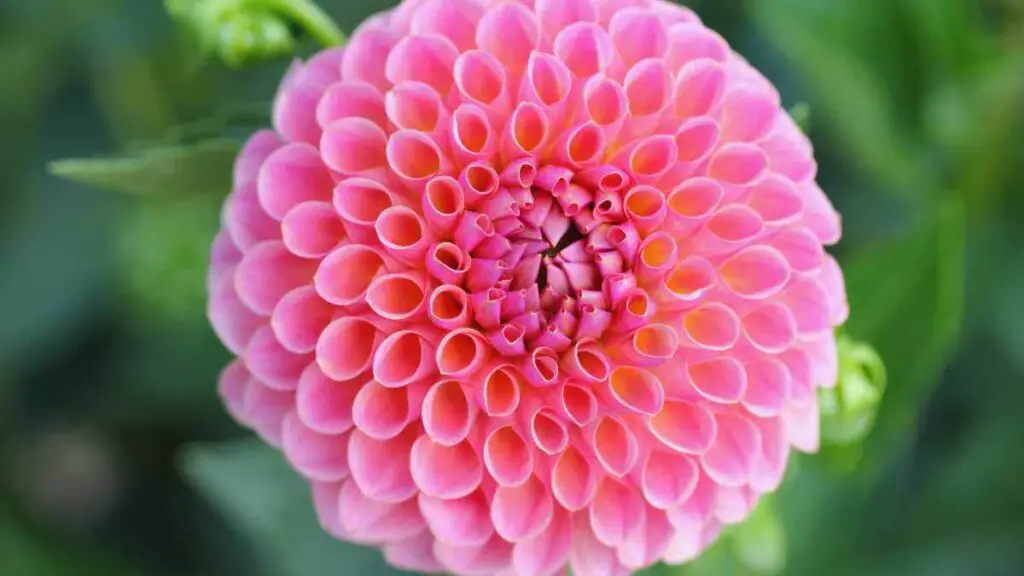 Plant Dahlia Plants