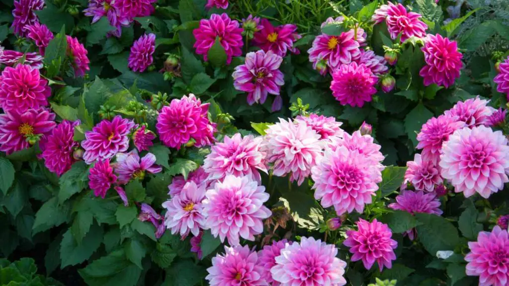 Plant Dahlia Plants