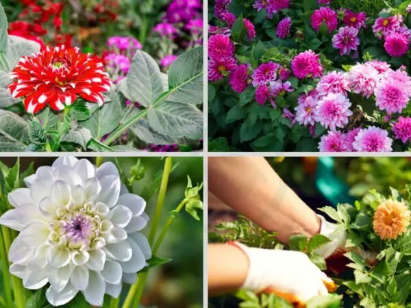 How to Plant Dahlia Plants: Mastering Growing Guide
