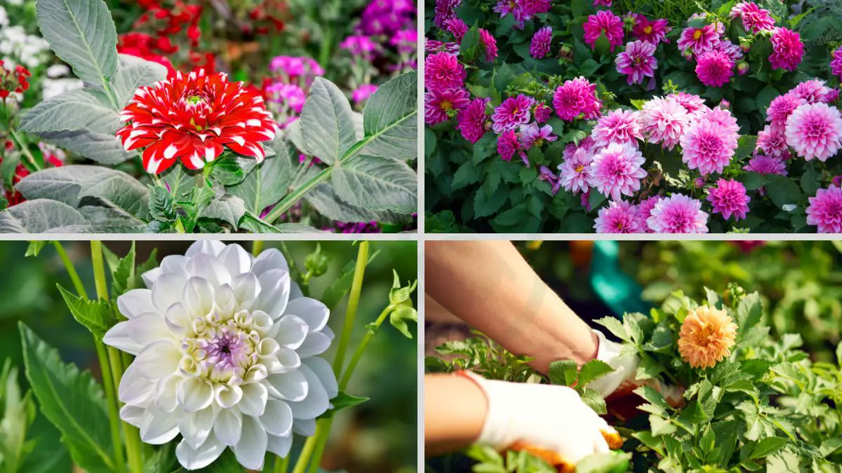 How to Plant Dahlia Plants: Mastering Growing Guide