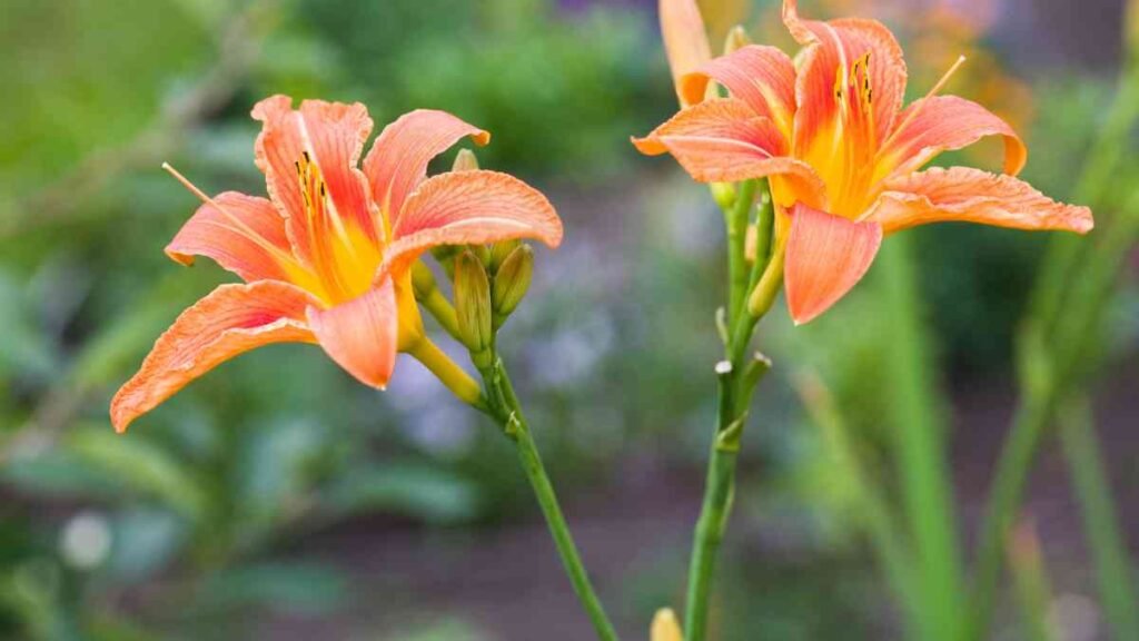 Troubleshooting Common Issues Plant Daylily 