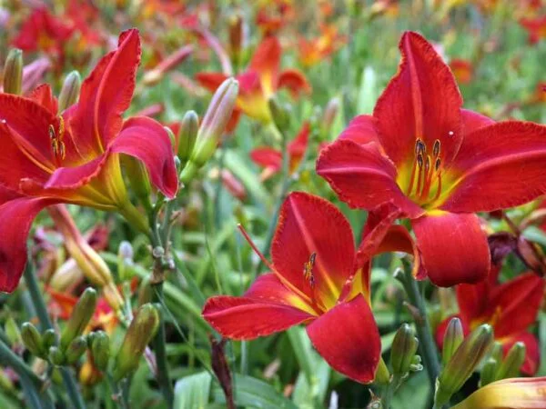 Where to Plant Daylily: Optimal Growing Conditions