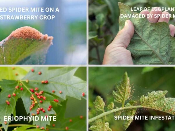 Where Do Plant Mites Come From? Exploring Origins & Habitats