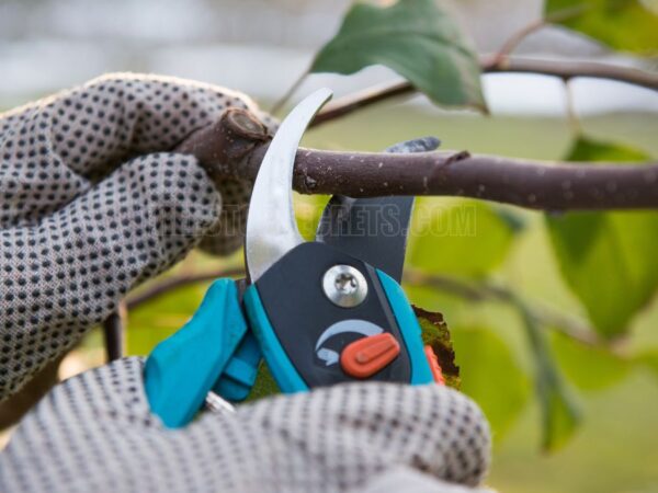 The Ultimate Guide: How to Prune Avocado Tree for Maximum Growth