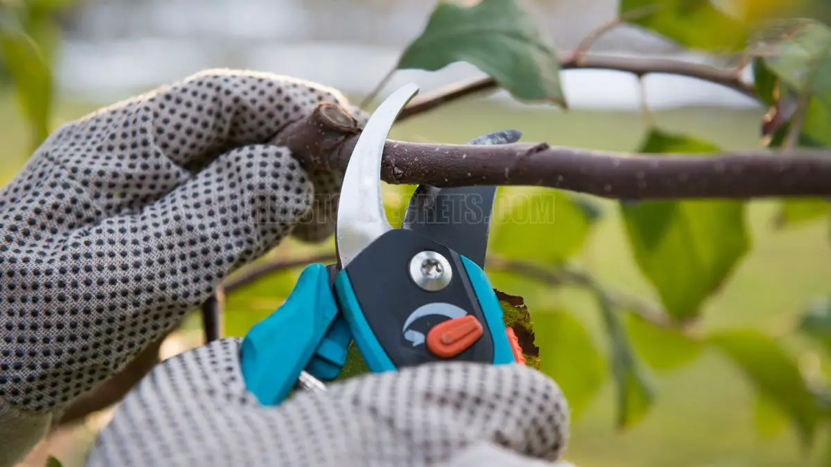 The Ultimate Guide: How to Prune Avocado Tree for Maximum Growth