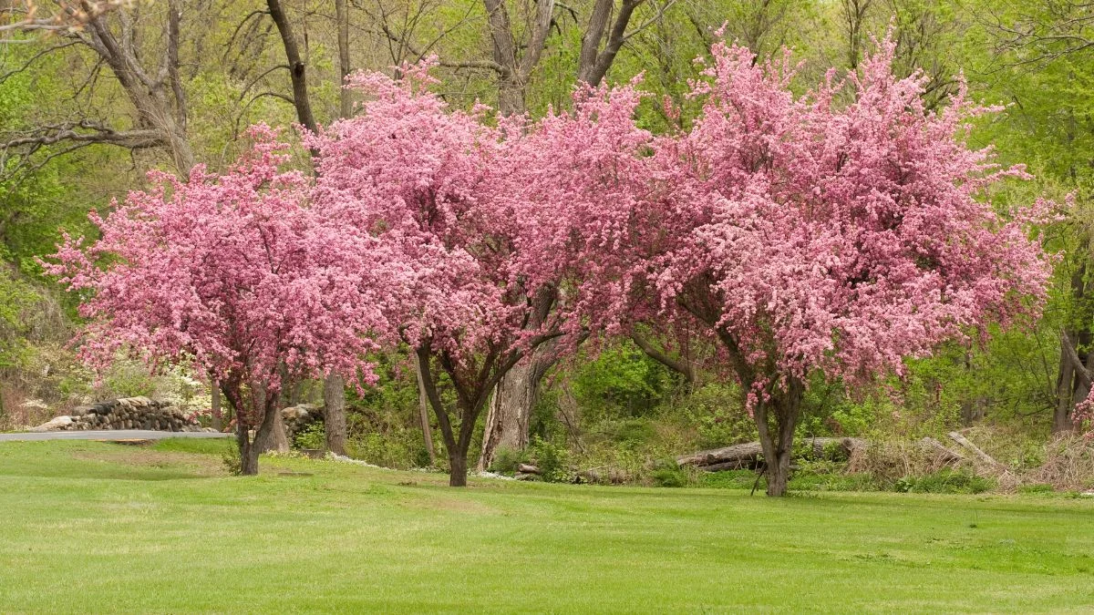 Why Summer is the Perfect Time to Prune Your Crabapple Trees? Expert Tips!