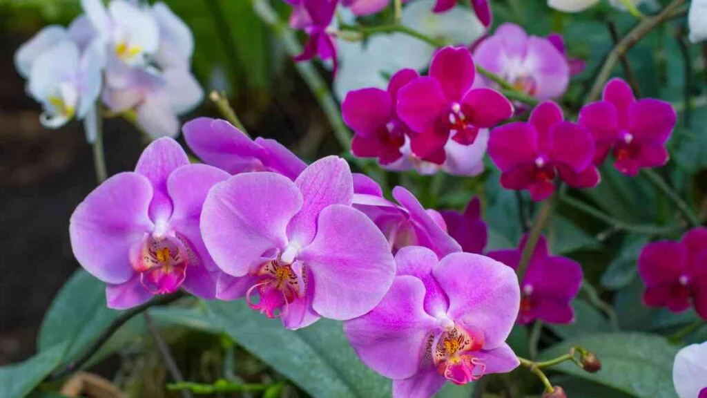 Specific Orchid Types and Their Care