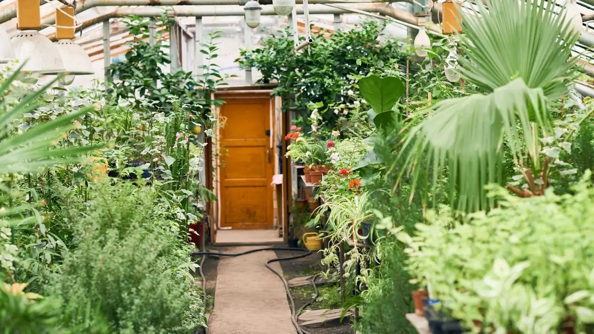 10 Stunning Indoor Plant Nursery Ideas for Different Light Conditions: Indoor Plant Nursery Hacks