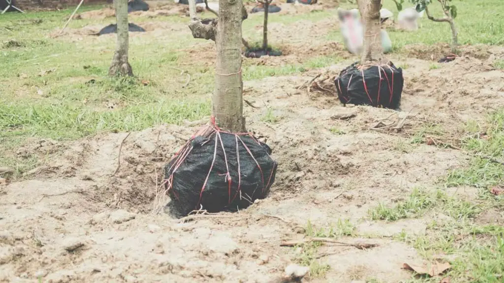 Transplant an Avocado Tree