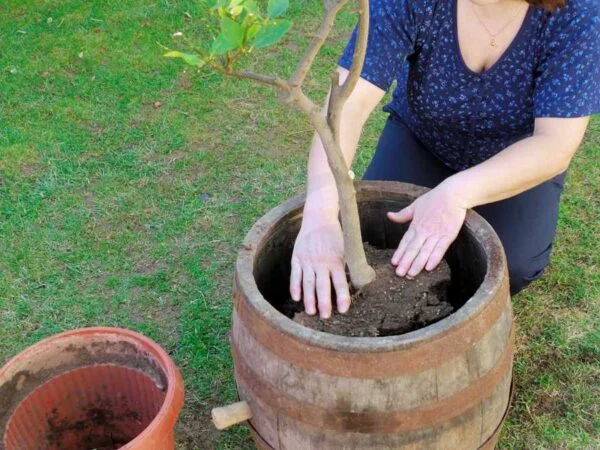 How to Transplant an Avocado Tree: Step-by-Step Guide
