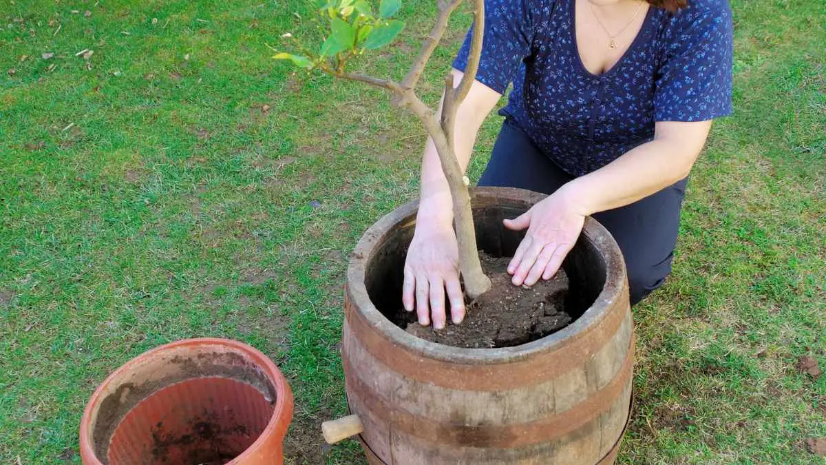 How to Transplant an Avocado Tree: Step-by-Step Guide
