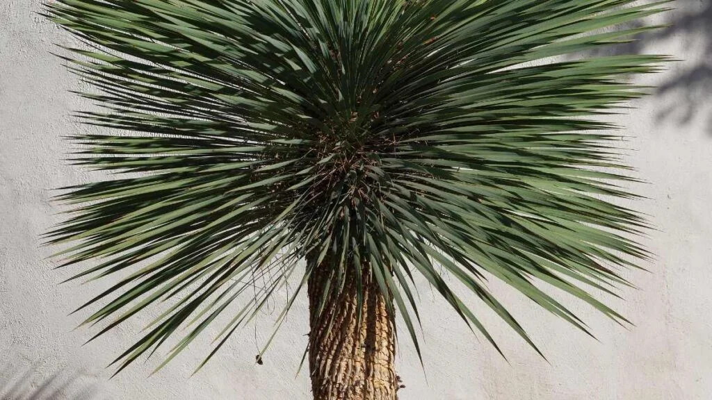Unlock the Beauty of Your Yucca Plant!