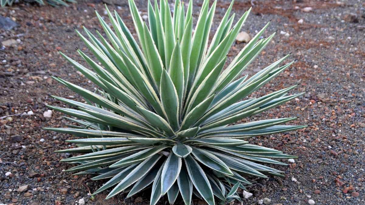 Trimming Magic: Unlock the Beauty of Your Yucca Plant!