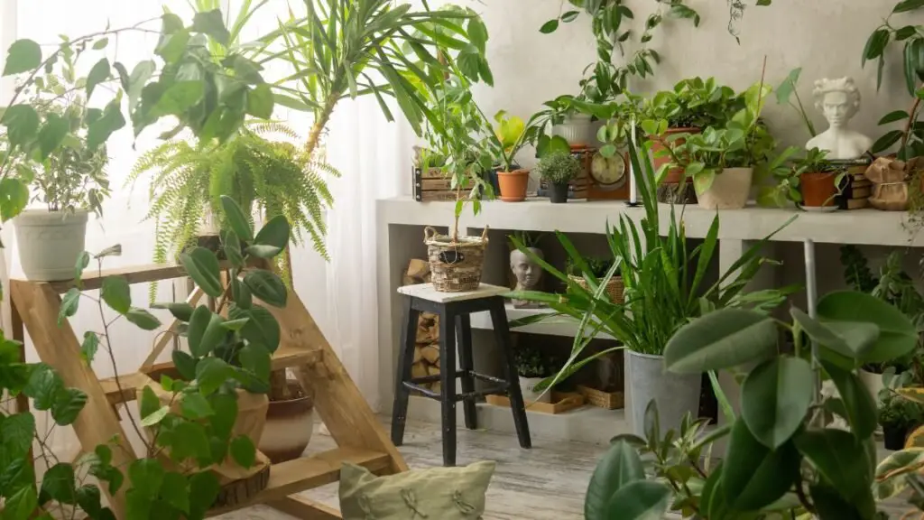 Urban jungle plant room