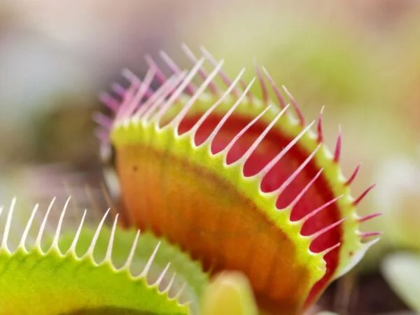 Venusian Plant Life Revealed! Prepare to Be Amazed