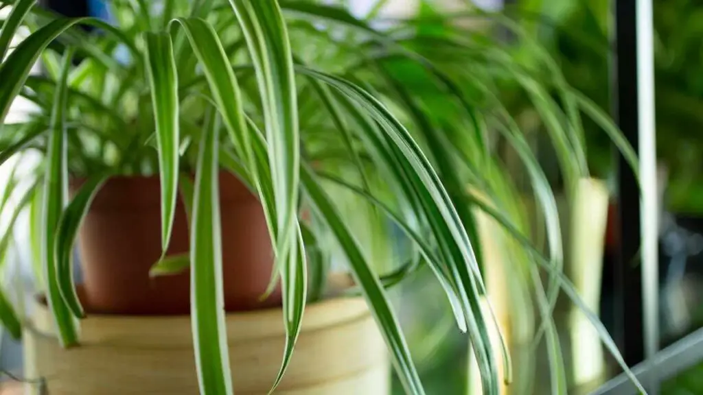 Spider Plants