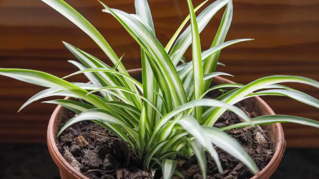 Importance of Proper Watering Spider Plant