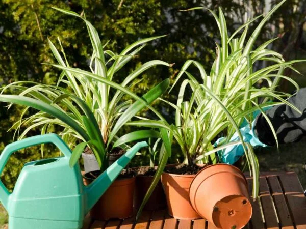 Watering Spider Plant: Best Practices & Mistakes to Avoid