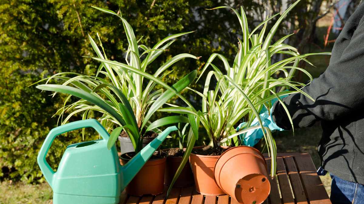 Watering Spider Plant: Best Practices & Mistakes to Avoid