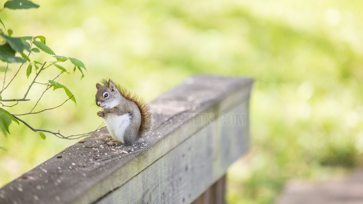 What Animals Eat Avocados? Discover the Surprising List!