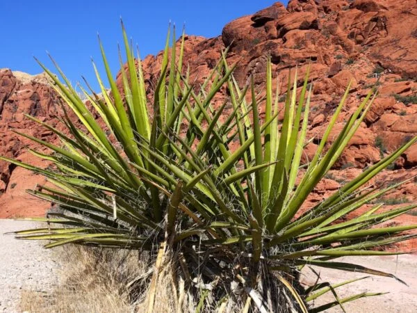 What Are Yucca Plants Used For: Benefits & Safety Tips