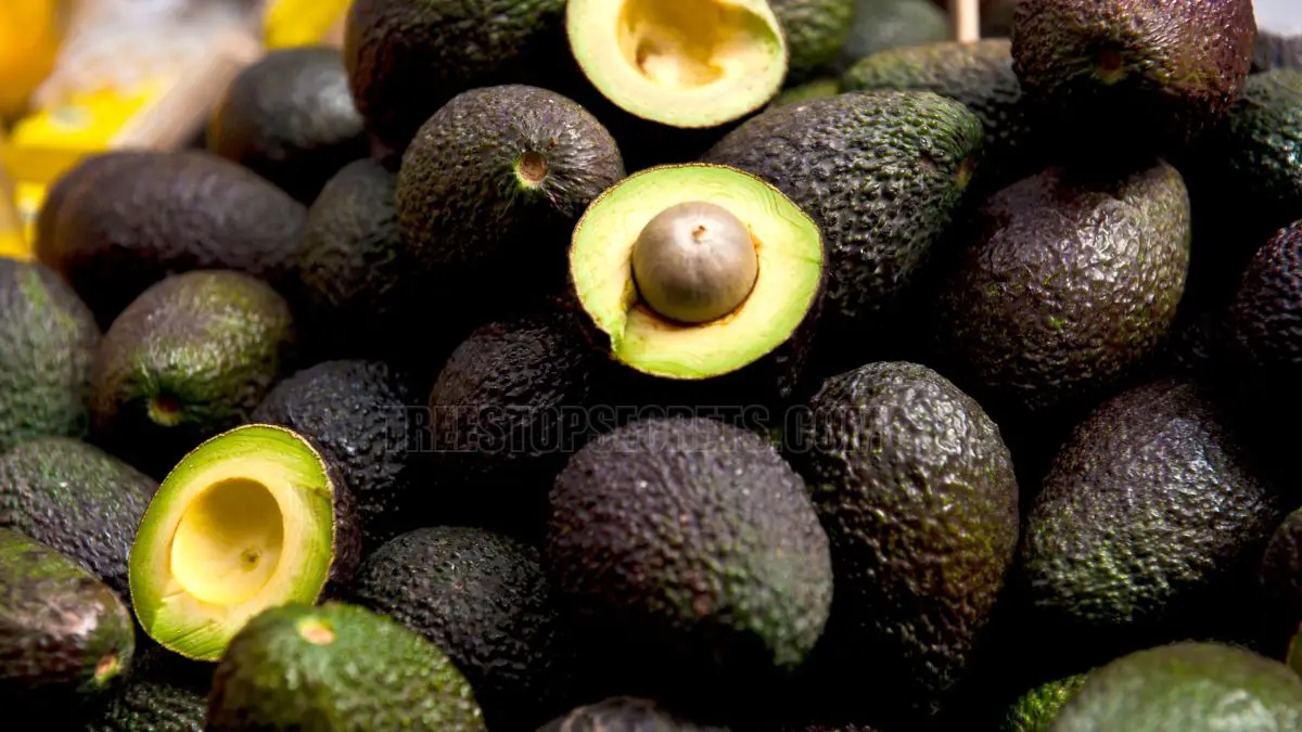 What Color is Avocado? Discover the Secret Shade of This Delicious Fruit