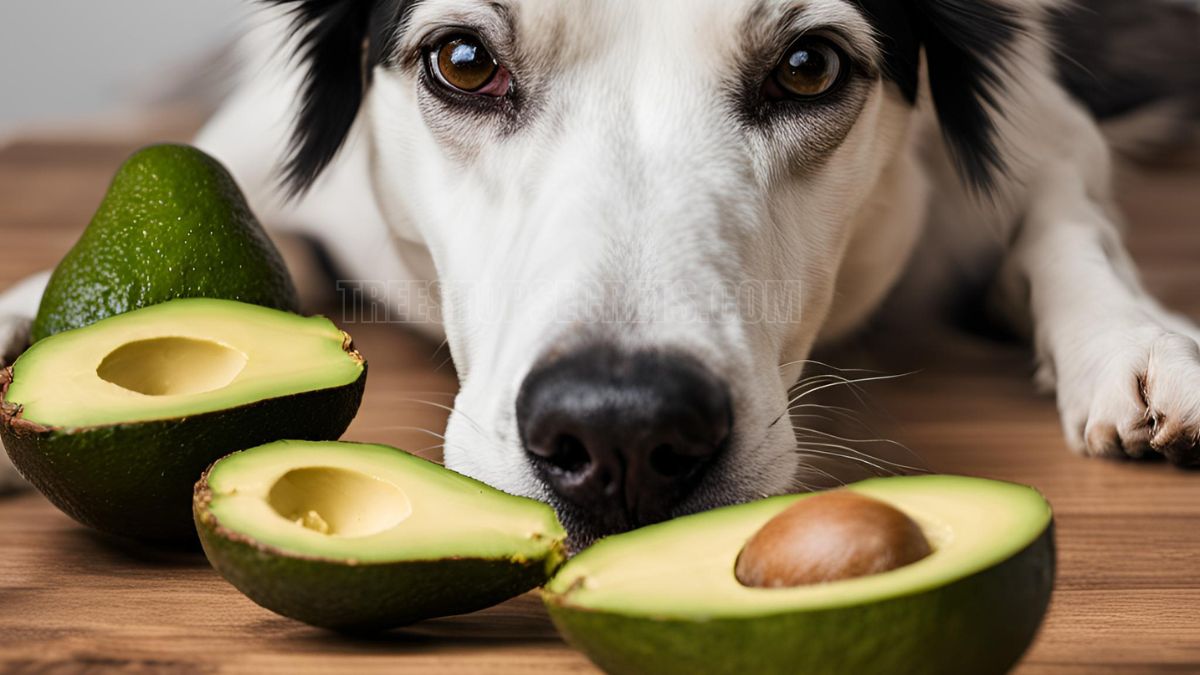 The Avocado Danger Zone for Dogs