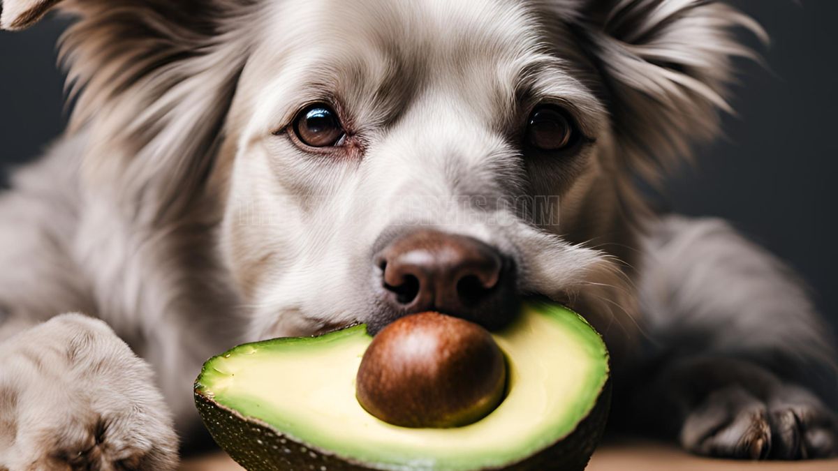 What Happens if a Dog Eats Avocado? Essential Safety Tips