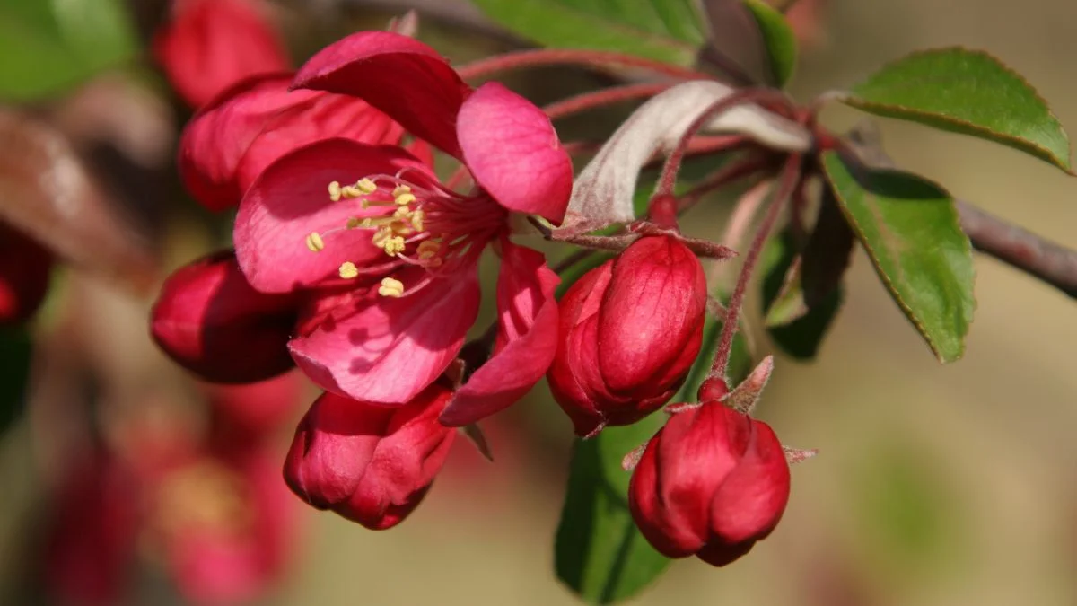 When Do Crabapple Trees Bloom? Factors Influencing Blooming