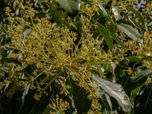 When Does Avocado Tree Bloom? The Ultimate Guide for Gardeners