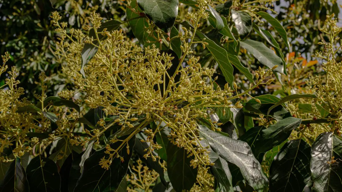 When Does Avocado Tree Bloom? The Ultimate Guide for Gardeners