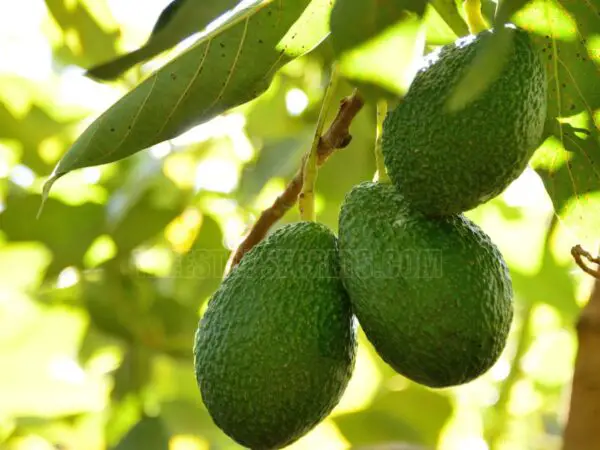 When are Avocados in Season in California: Golden State Harvest