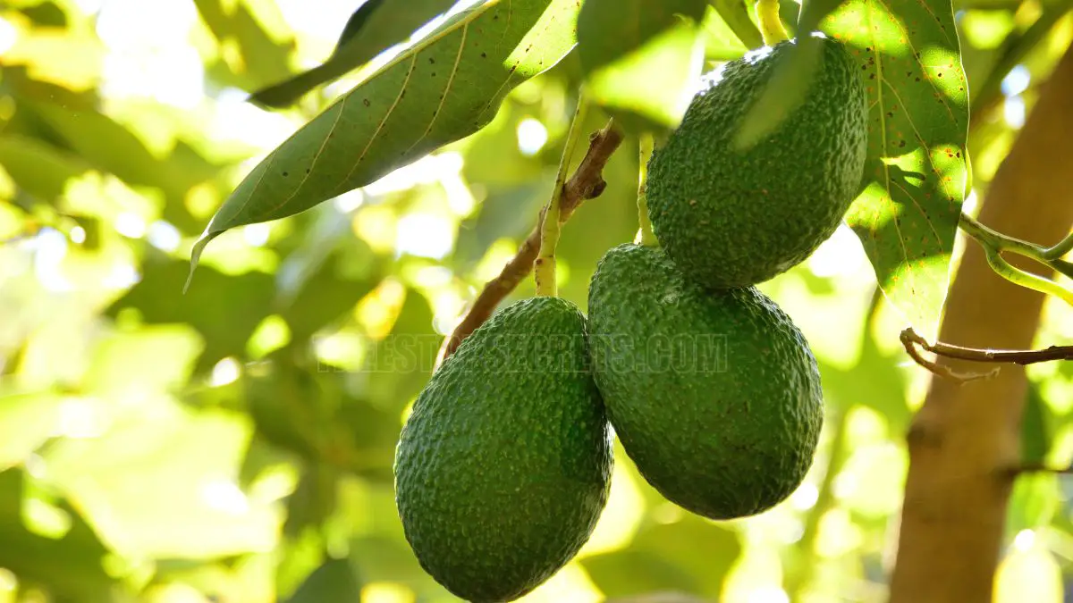 When are Avocados in Season in California: Golden State Harvest