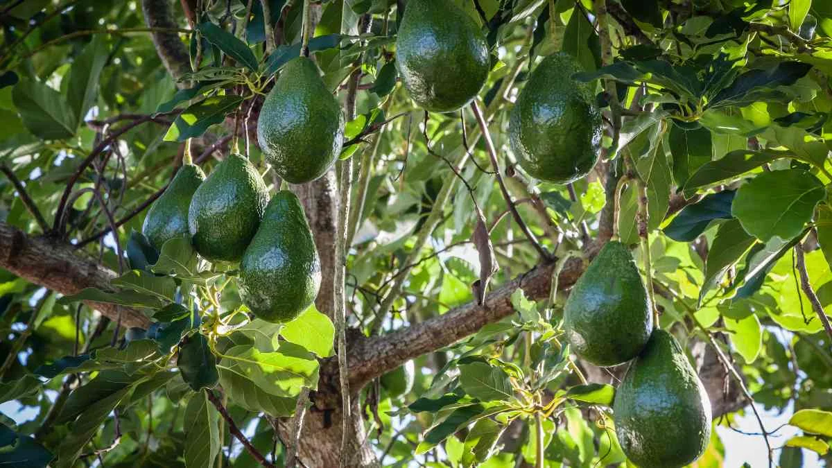When is Avocado Season in Florida: A Seasonality Guide