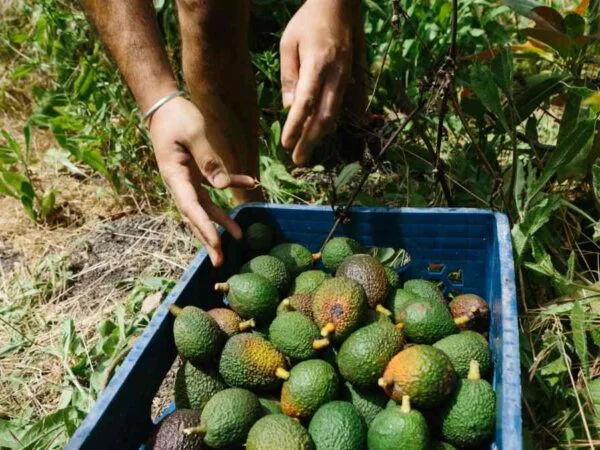 When to Pick Avocados in Florida: Ripeness Guide