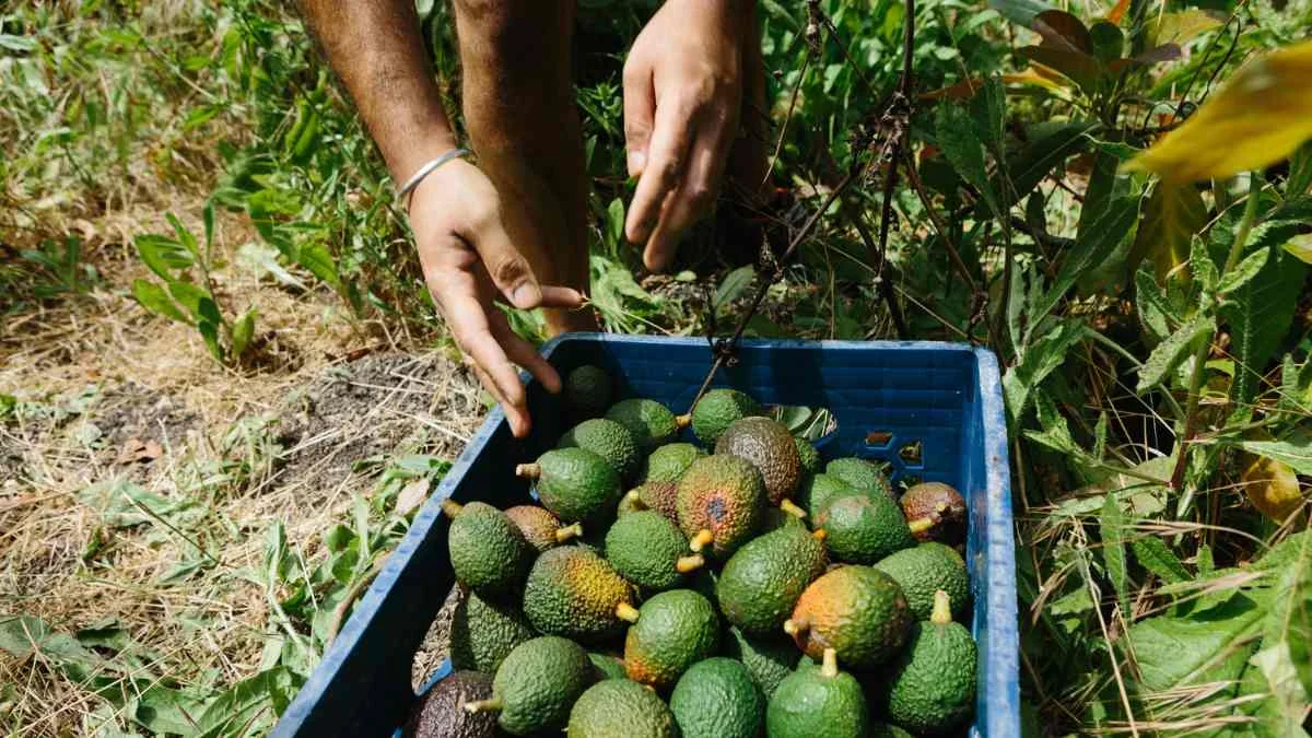 When to Pick Avocados in Florida: Ripeness Guide