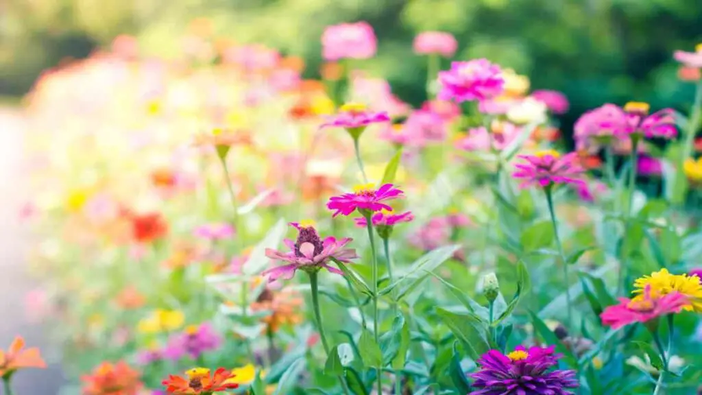 Planning Your Garden Wild Flowers to Plant