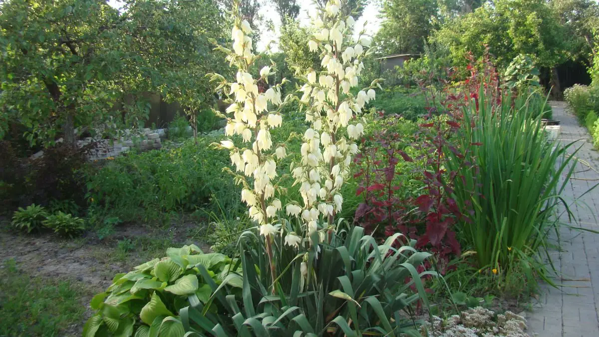 How to Propagate a Yucca Plant: Cutting Propagation Guide